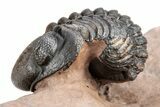 Metacanthina Trilobite With Reedops - Excellent Prep #209624-7